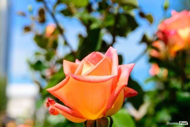 Літні пахощі: головний собор Луцька тоне в трояндах. ФОТОРЕПОРТАЖ