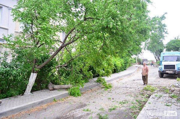 У центрі Луцька сильний вітер повалив дерево. ФОТО