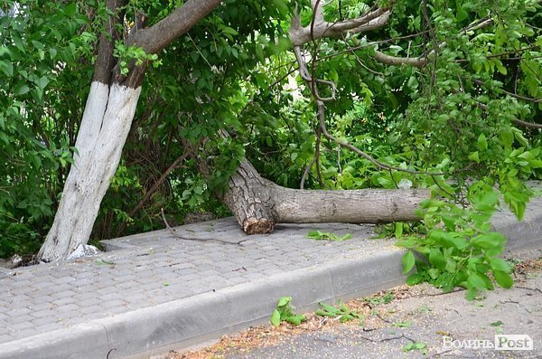У центрі Луцька сильний вітер повалив дерево. ФОТО