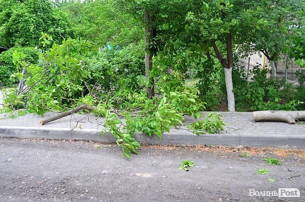 У центрі Луцька сильний вітер повалив дерево. ФОТО