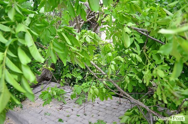 У центрі Луцька сильний вітер повалив дерево. ФОТО
