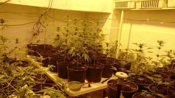 Вигадливий волинянин вирощував коноплю у психлікарні