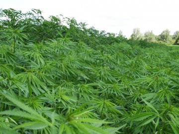 Волинянин вирощував на городі коноплю: кущі вилучили