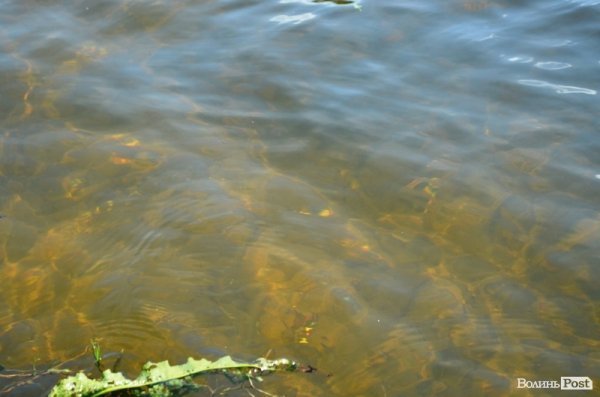 Відпочинок під Луцьком. Річка Чорногузка. ФОТО