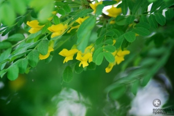 Першотравневий Луцьк. ФОТО