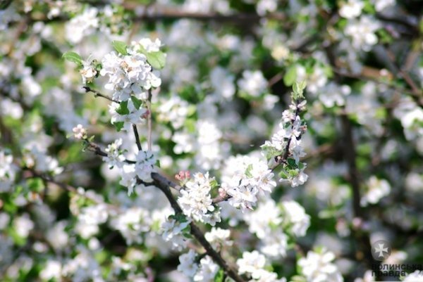 Першотравневий Луцьк. ФОТО