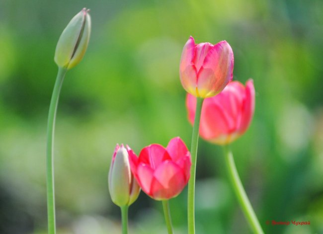 Останній день квітня на світлинах відомого луцького фотографа. ФОТО