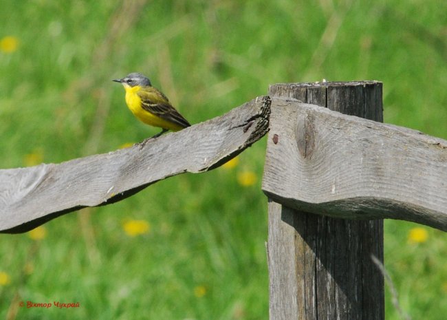 Останній день квітня на світлинах відомого луцького фотографа. ФОТО