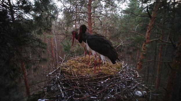 Рідкісних птахів зафіксували на фото на Волині