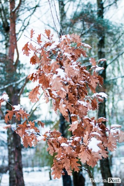 Парк 900-річчя Луцька під першим снігом. ФОТО