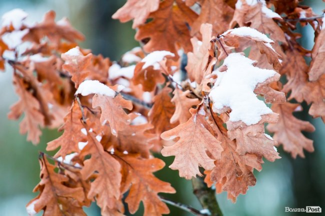 Парк 900-річчя Луцька під першим снігом. ФОТО