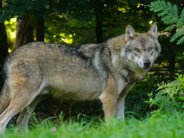 На Волині чоловік заколов вилами скаженого вовка
