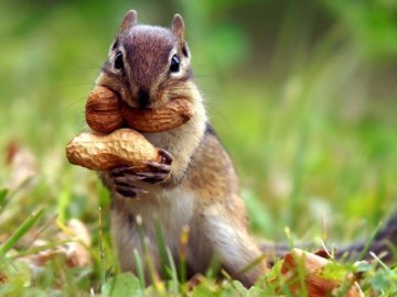 Бурундуки пограбували крамницю в Канаді