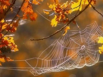 Погода у Луцьку та Волинській області завтра, 2 жовтня