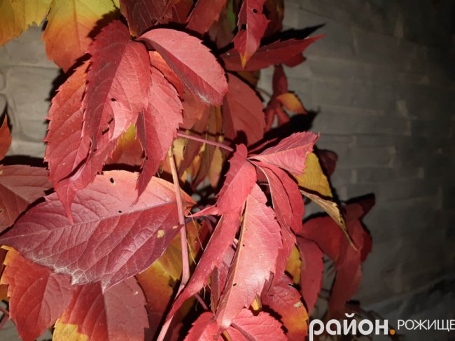 Місто на Волині восени: жовто-багряна краса. ФОТО