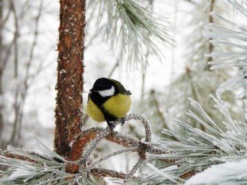 6 грудня: яке сьогодні свято, прикмети і заборони 