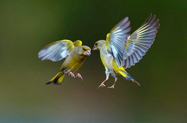 11. Дві пташки зіткнулися в повітрі в Італії. Форма їх польоту трохи нагадує політ кажана. Стрибає з допомогою обох ніг, летить швидко і перед приземленням деякий час зависає у повітрі. (Фото MARCO REDAELLI):
