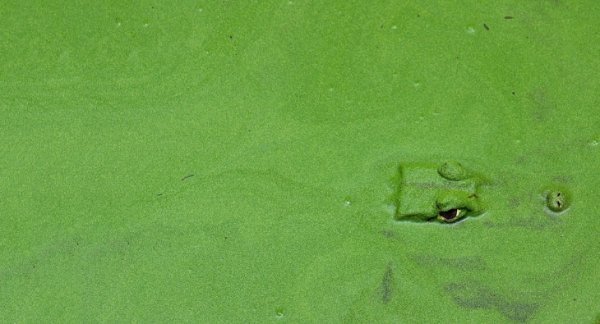 14. Ідеальне маскування. Крокодил у зоопарку на острові Пхукет у Таїланді. (Фото Song Kanokrattana):