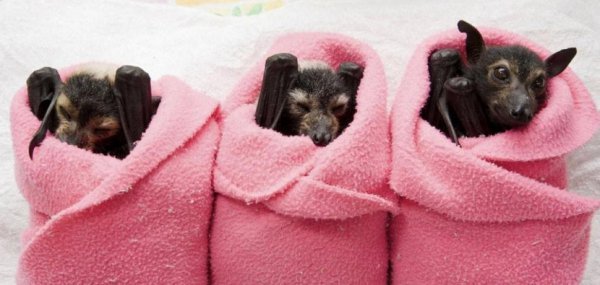 9. Три чарівні лисиці, що літають, у госпіталі для кажанів Tolga, Австралія. Так, і такі госпіталі є. (Фото Jurgen Freund):