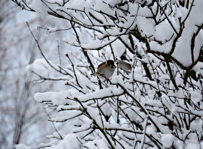 Калинові кетяги і заметені дерева: чудові фото снігопаду на Волині