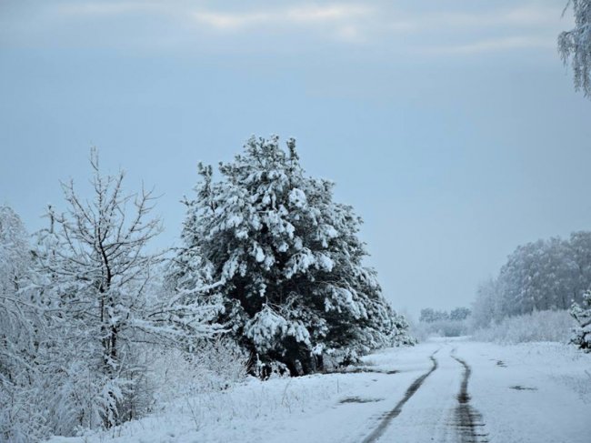 Калинові кетяги і заметені дерева: чудові фото снігопаду на Волині