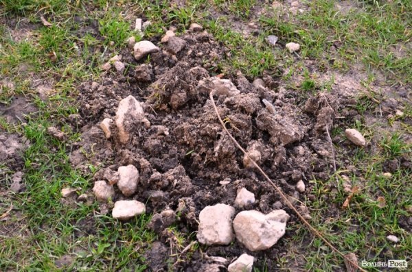 Лучани «воюють» за територію: одні садять дерева, а хтось їх ламає 