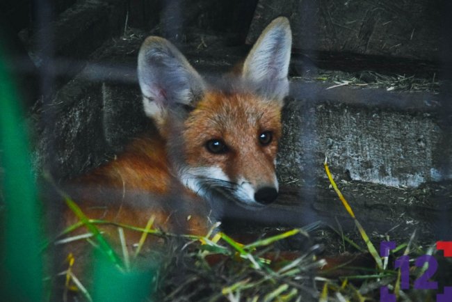 Плетіння вінків та показове годування тварин: як минула ніч у луцькому зоопарку. ФОТО