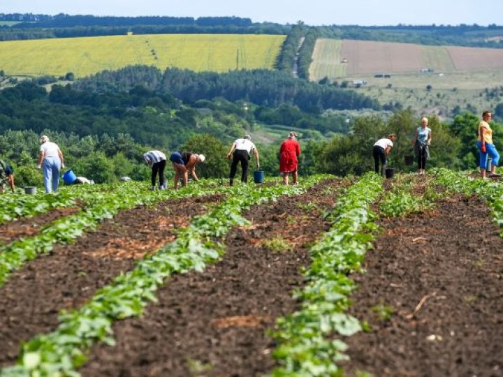 Бур’яни і клопи захоплюють Україну: що кажуть екологи про зміни клімату