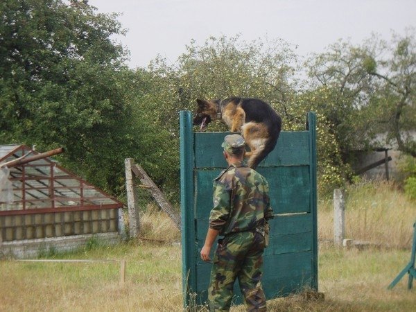 Волинські кінологи змагалися за першість