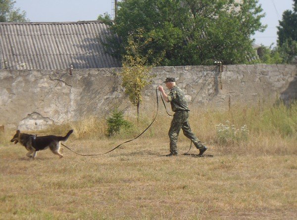 Волинські кінологи змагалися за першість