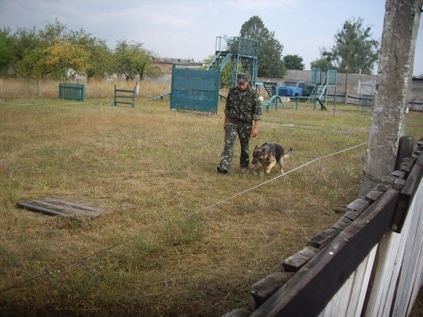 Волинські кінологи змагалися за першість