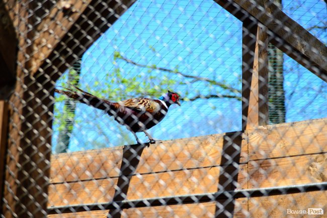 Пернатий «випускний»: на Волині у дику природу випустили фазанів. ФОТОРЕПОРТАЖ