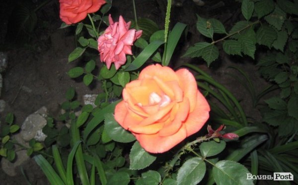 Місто троянд і фонтанів: відпочинок на Чорному морі. ФОТО