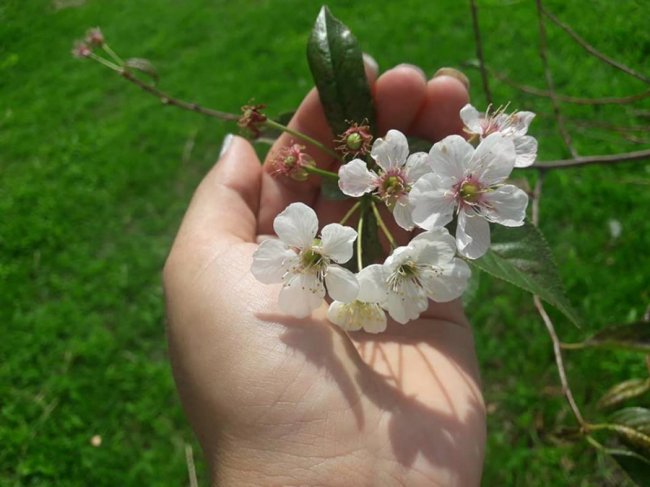 Весна посеред літа: на Волині розквітли яблуні і вишні. ФОТО