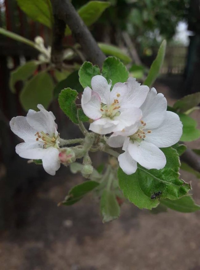 Весна посеред літа: на Волині розквітли яблуні і вишні. ФОТО
