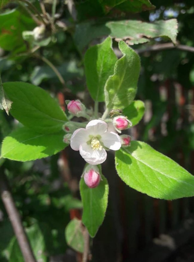 Весна посеред літа: на Волині розквітли яблуні і вишні. ФОТО