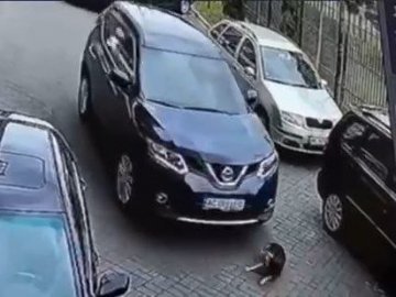 Зоозахисники з Луцька вимагають покарати водійку за смерть собаки