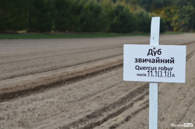 «Засіємо жолудем 16 гектарів»: волинські лісівники розпочали сіяти дуби. ФОТО