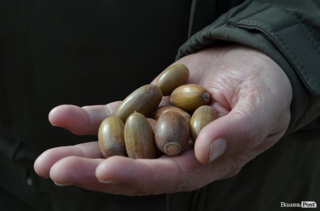 «Засіємо жолудем 16 гектарів»: волинські лісівники розпочали сіяти дуби. ФОТО