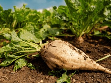 На Волині почався сезон збору буряків. ВІДЕО