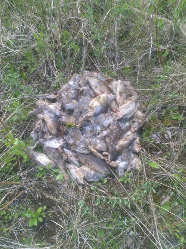 На Ковельщині в річці гине риба. ФОТО