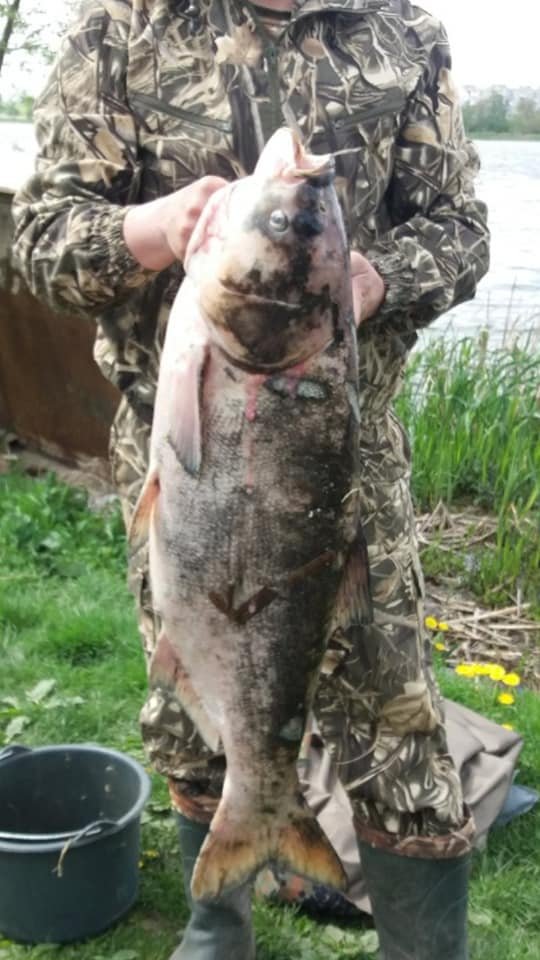 На Ковельщині в річці гине риба. ФОТО