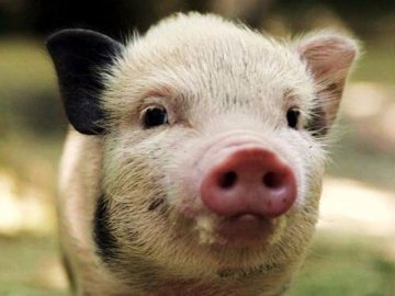 Білоруси відмовляються від волинської свинини