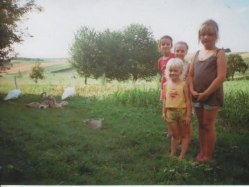 У двір до волинян зненацька прийшло 7 лебедів