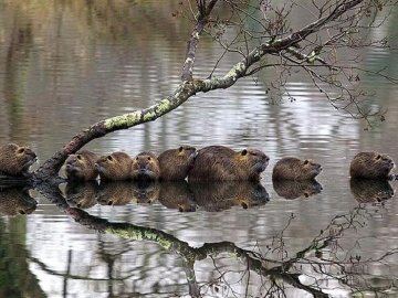 Бобри майже перестали шкодити у парках Луцька