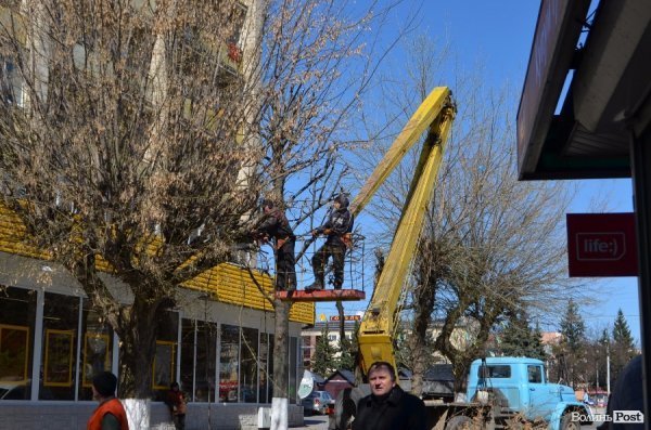 В центрі Луцька різали дерева. ФОТО