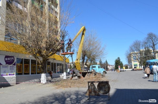 В центрі Луцька різали дерева. ФОТО