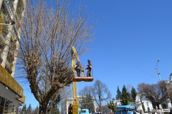 В центрі Луцька різали дерева. ФОТО