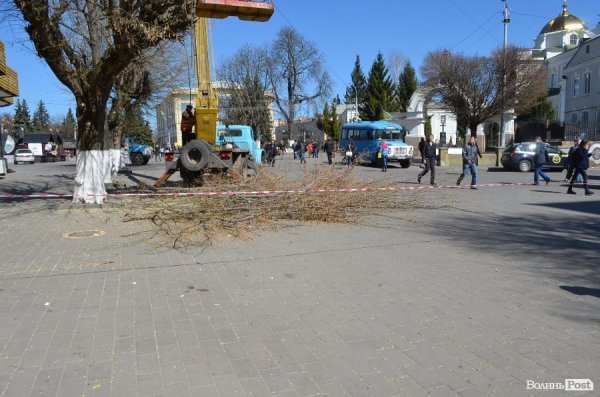 В центрі Луцька різали дерева. ФОТО