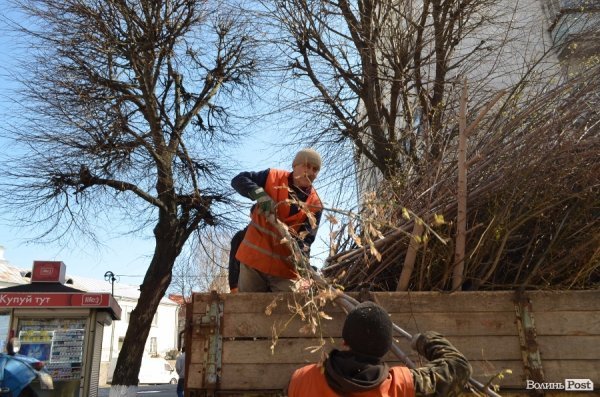 В центрі Луцька різали дерева. ФОТО
